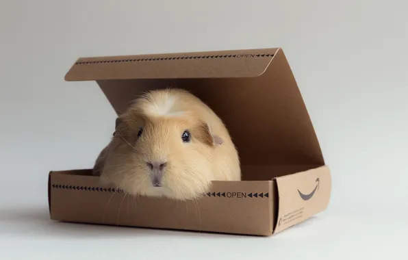 Picture background, box, Guinea pig
