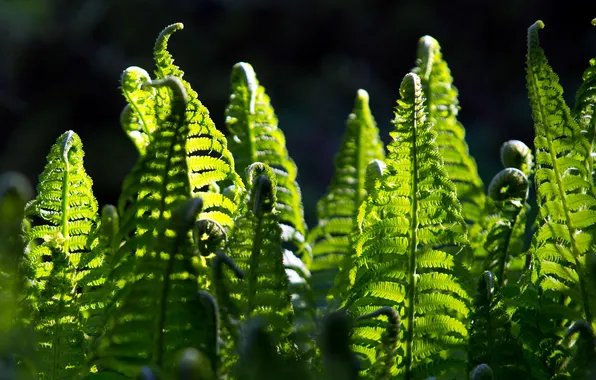 Picture light, nature, fern