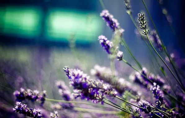 Macro, flowers, nature, photo, blur, bokeh