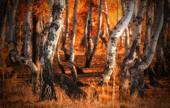 Picture autumn, forest, birch