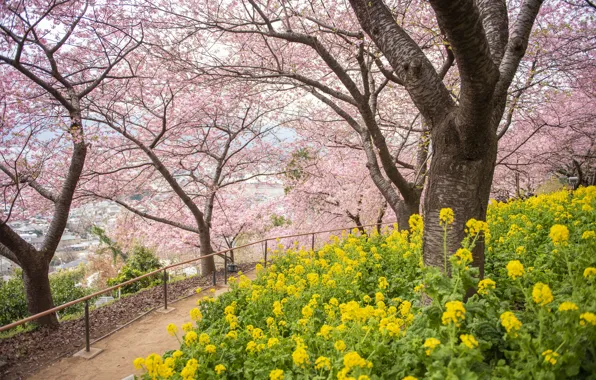 Trees, flowers, Park, spring, Sakura, flowering, pink, blossom