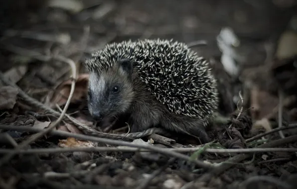 Picture grass, look, macro, black and white, hedgehog