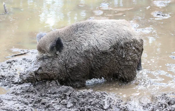 Picture nature, dirt, boar