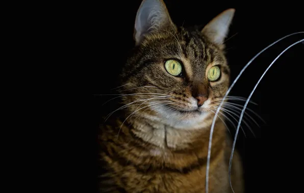 Cat, cat, look, nature, pose, face, striped