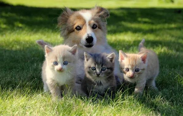 Greens, summer, grass, look, light, cats, pose, kitty