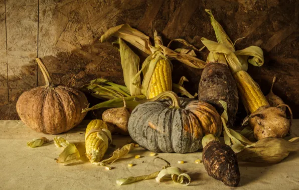 Corn, harvest, pumpkin, still life, vegetables, autumn, still life, pumpkin