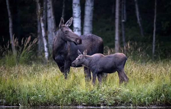 Forest, grass, trees, shore, pair, cub, moose, mother