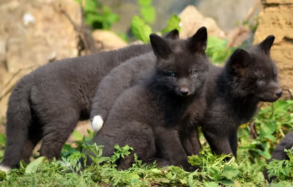 Picture Fox, black, cubs, brood, silver Fox