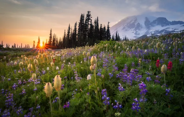 Sunset, flowers, mountain, meadow, Mount Rainier, Washington State, Washington, Mount Rainier