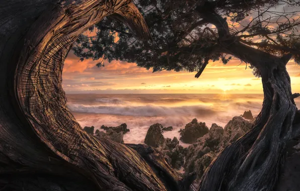 Sea, trees, landscape, sunset, nature, stones, rocks, shore