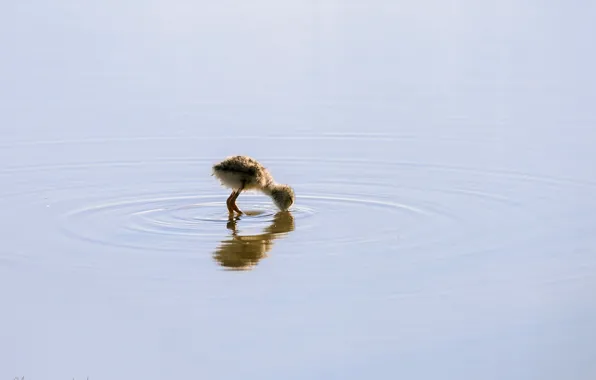 Water, nature, bird