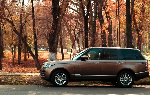 Machine, autumn, range rover, bronze