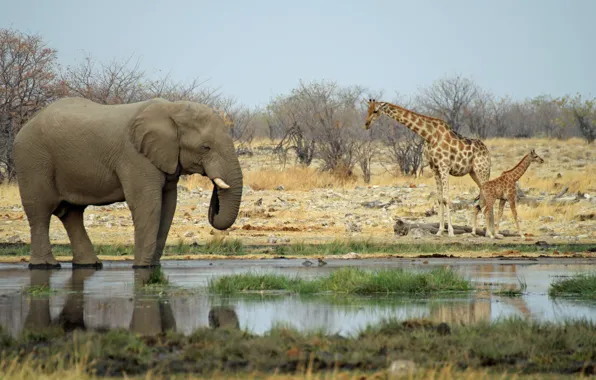 Elephant, giraffes, Africa