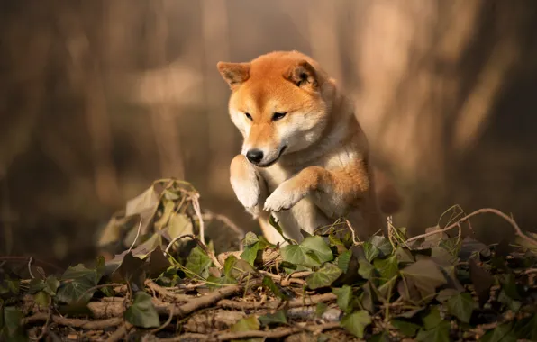 Look, face, nature, pose, jump, dog, paws, ivy