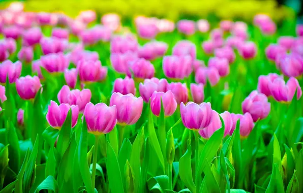 Field, flowers, petals, blur, Tulips, pink