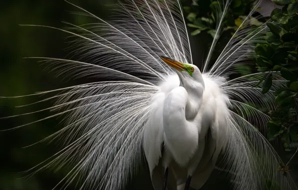 Picture look, leaves, bird, feathers, tail, white, Heron, tail