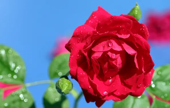 Picture the sky, leaves, drops, flowers, red, blue, background, blue