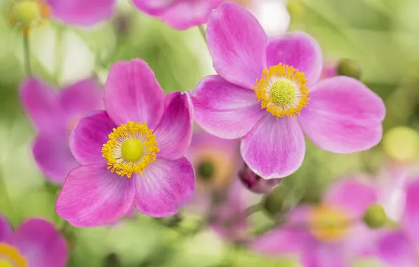 Picture petals, pink, bokeh, anemones
