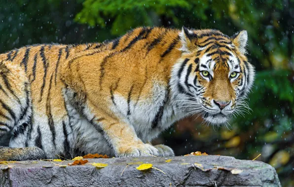 Picture cat, leaves, snow, stone, predator, the Amur tiger