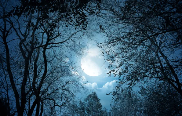 The sky, trees, night, the moon