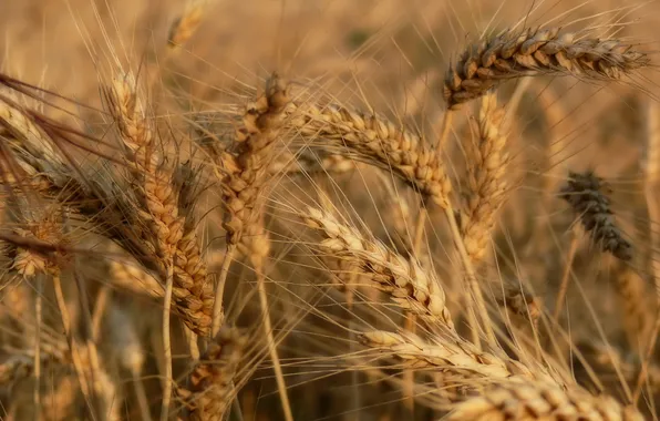 Summer, ears, Wheat