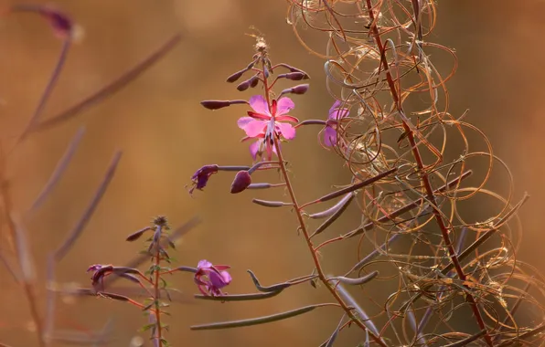 Field, flower, plant, meadow