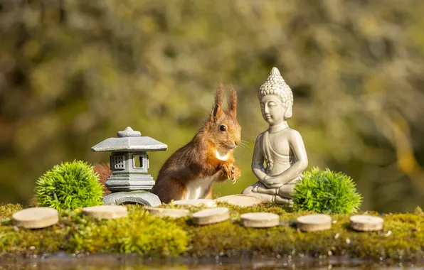 Look, water, pose, toy, moss, legs, meditation, protein