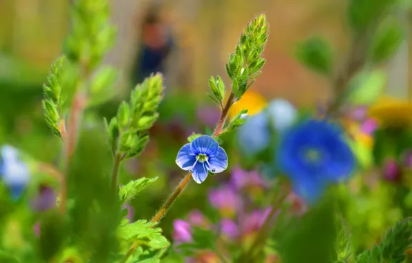 Bokeh, Bokeh, Blue flowers, Blue flower, Veronica Dubravnaya