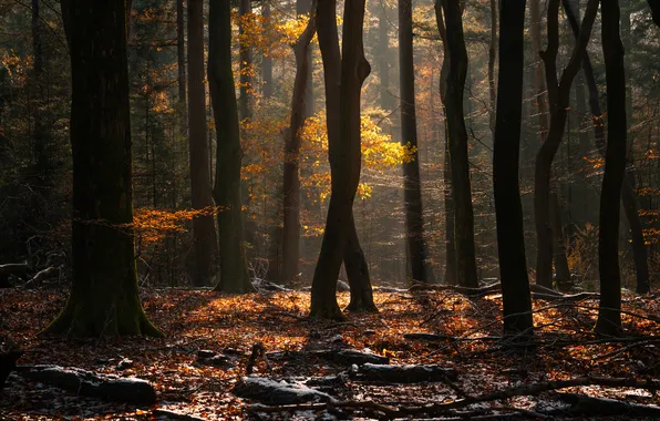 Autumn, light, trees, trunks, foliage