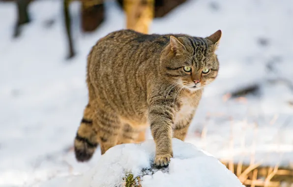 Winter, cat, snow, wild, forest, wildcat, wild cat, European