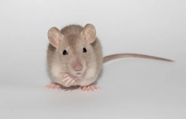 Animal, cute, light background, rat
