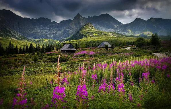 Forest, summer, flowers, mountains, houses, path, Tatras, Ivan-tea