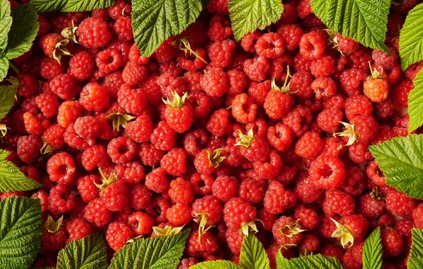 Picture leaves, berries, raspberry, harvest, placer, a lot