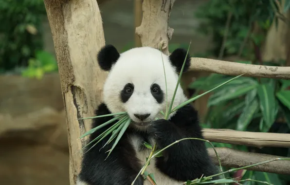Look, leaves, portrait, bear, bear, Panda, bear, face