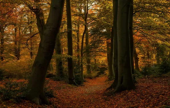 Picture autumn, forest, leaves, trees, branches, yellow, Park, thickets