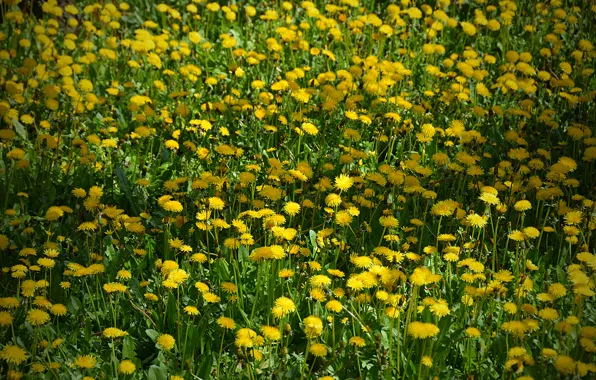 Field, flowers, field, yellow, yellow, flowers
