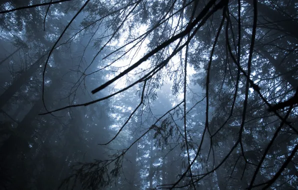 Picture forest, the sky, trees, branches, nature, fog