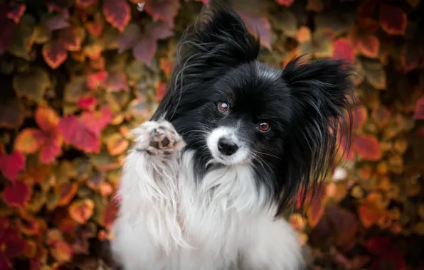 Autumn, leaves, pose, background, foliage, paw, portrait, dog