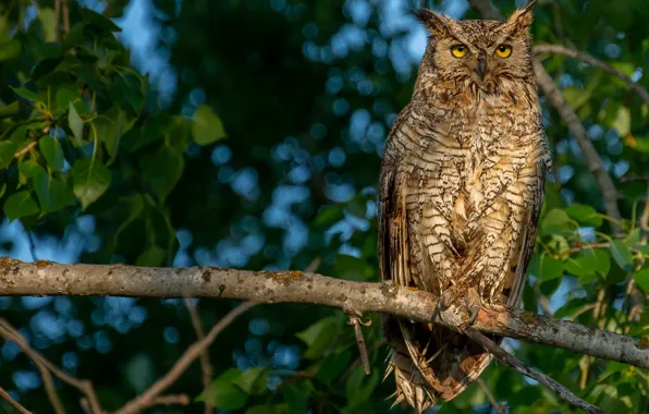 Picture look, leaves, branches, nature, owl, bird, blue background, bokeh