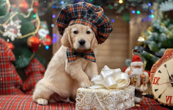 Picture look, gift, dog, puppy, New year, takes, doggie, Golden Retriever
