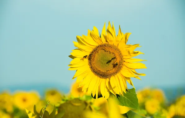Flower, insects, yellow, sunflower, sunflower