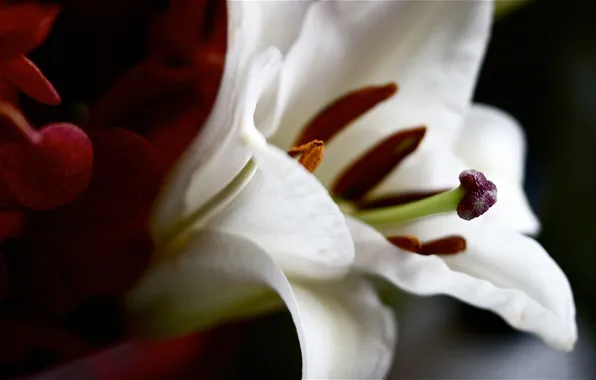 Picture flower, stamens, pistil, white.petals