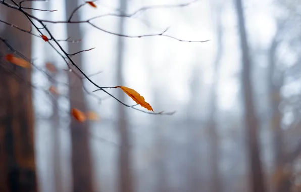 Autumn, leaves, nature