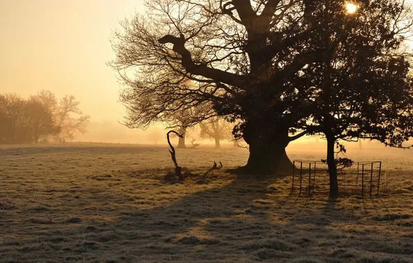 Field, trees, fog, morning