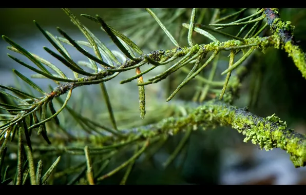 Picture moss, branch, pine