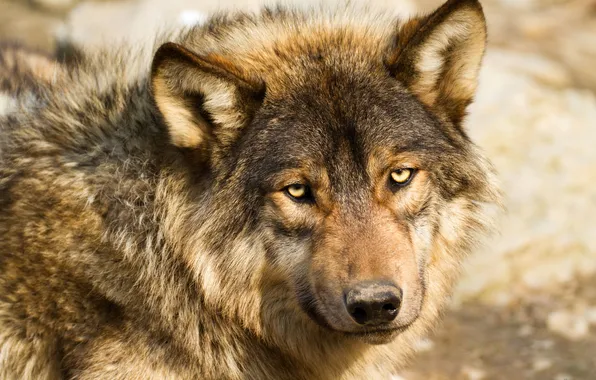 Look, face, wolf, predator