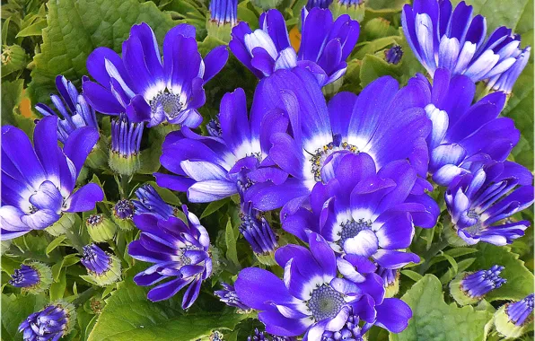 Macro, flowers, blue, Flowers, blue, macro