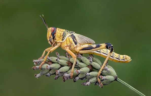 Picture macro, stem, insect, grasshopper, green background, lavender
