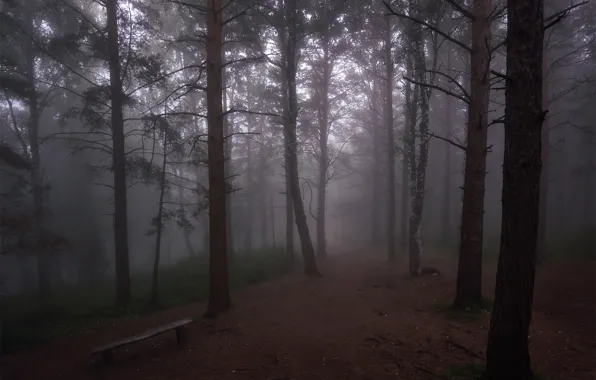 Forest, light, trees, landscape, bench, branches, nature, fog