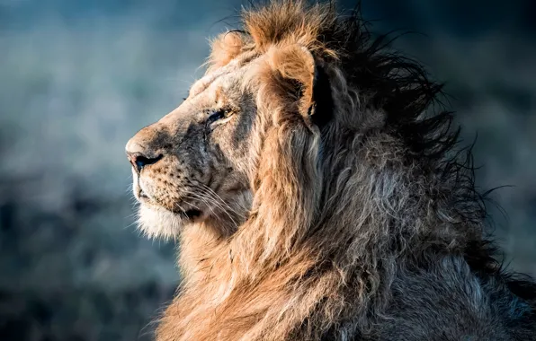 Face, portrait, Leo, mane, the king of beasts, profile, wild cat